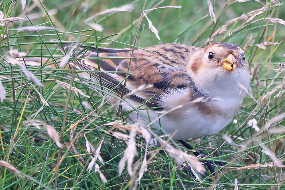Snow bunting